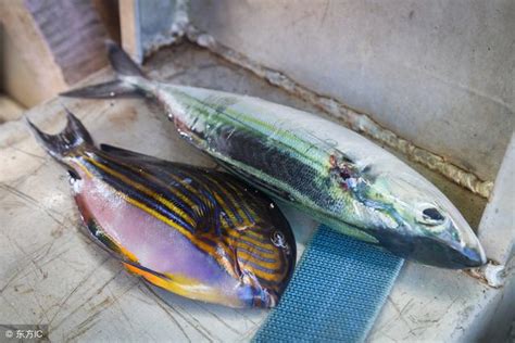 死魚 處理|死了魚怎麼處理遺體，魚死了怎麼辦